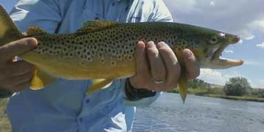 Grey Reef Casper Wyoming Fly Fishing Guides