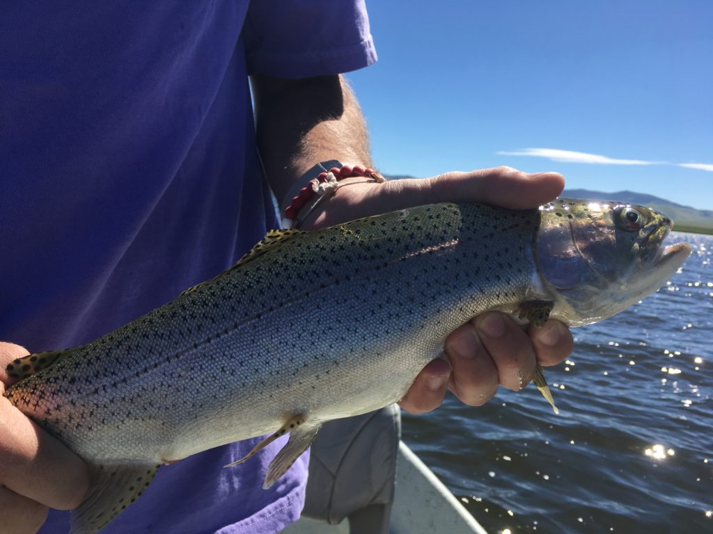 Diamond Lake Fishing Report - High Plains Fly Fishing