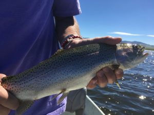 Diamond Lake Fishing Report